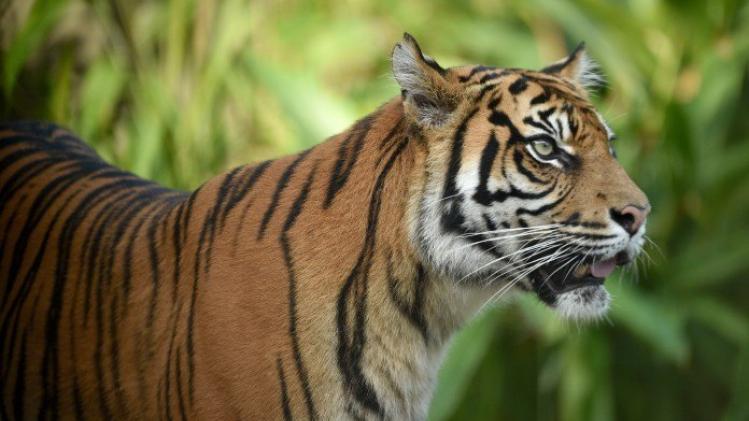 Zeldzame Sumatraanse tijger dood aangetroffen in val